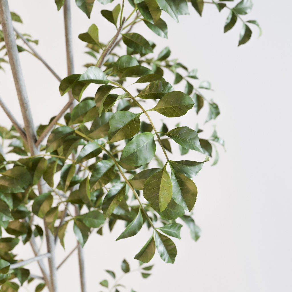 シマトネリコ3【樹木・観葉植物3Dモデル】