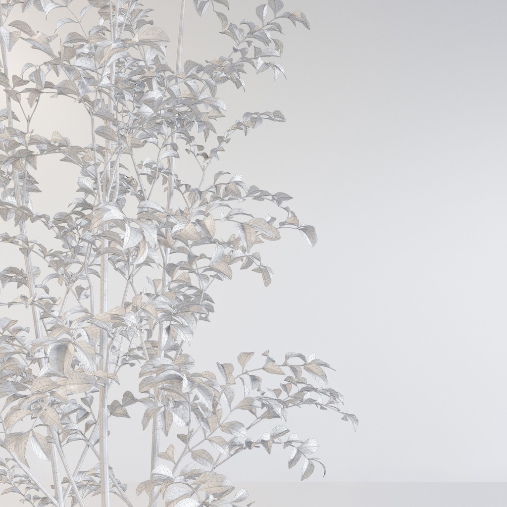 シマトネリコ3【樹木・観葉植物3Dモデル】