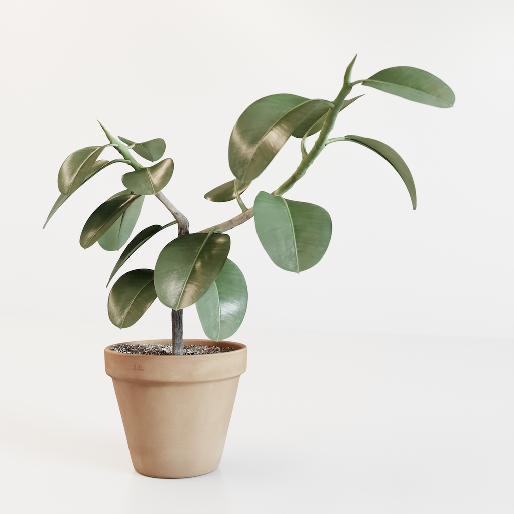 フィカス(インドゴムノキ)【観葉植物3Dモデル】