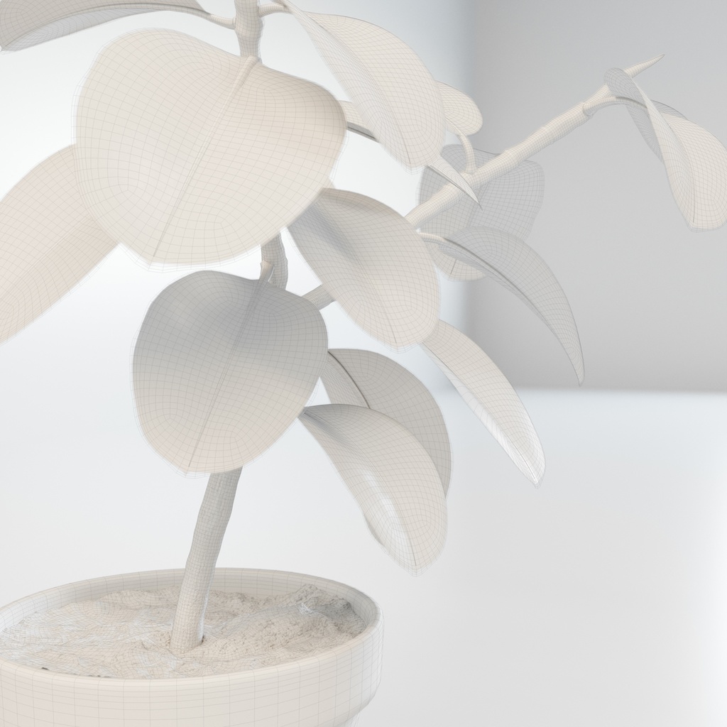 フィカス(インドゴムノキ)【観葉植物3Dモデル】