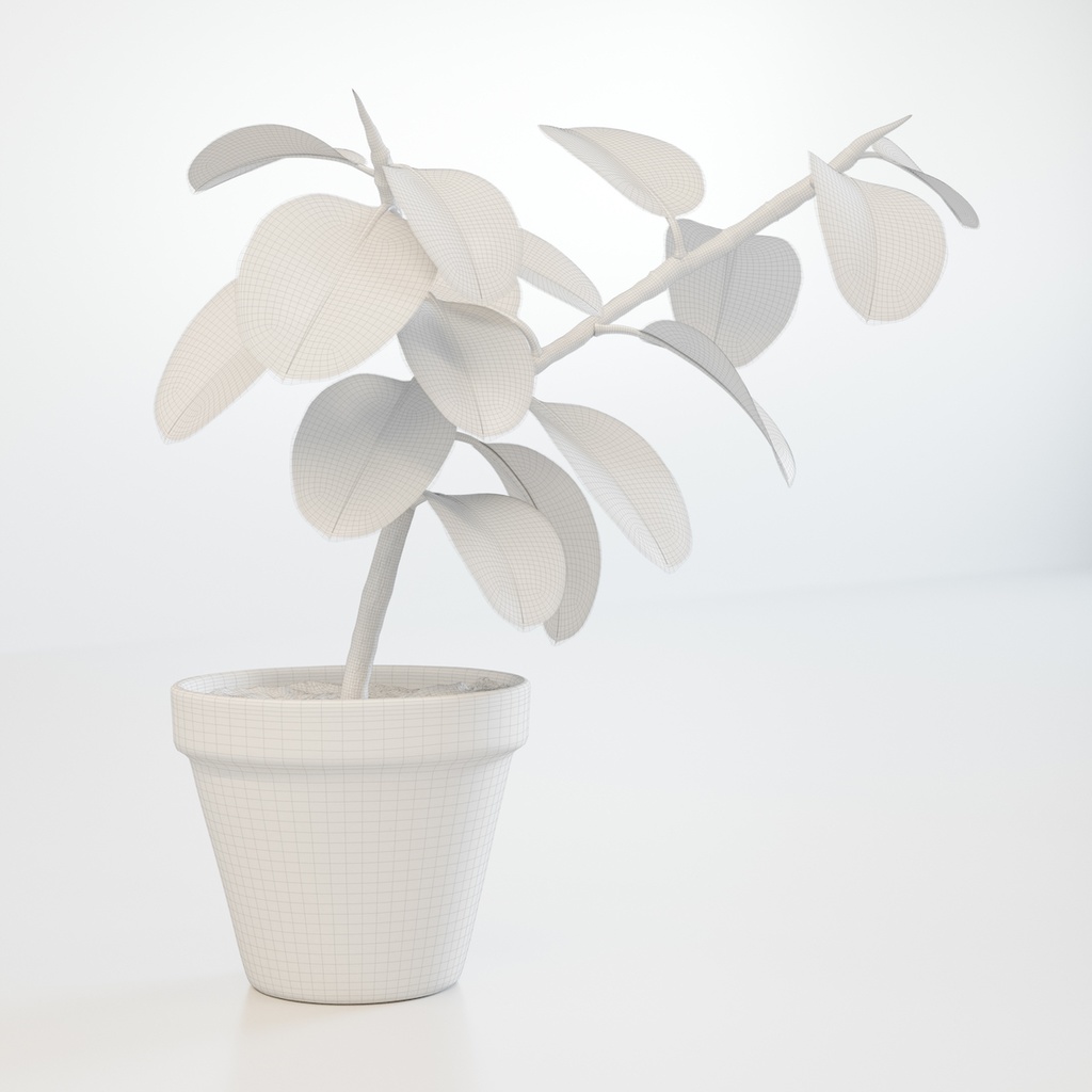 フィカス(インドゴムノキ)【観葉植物3Dモデル】