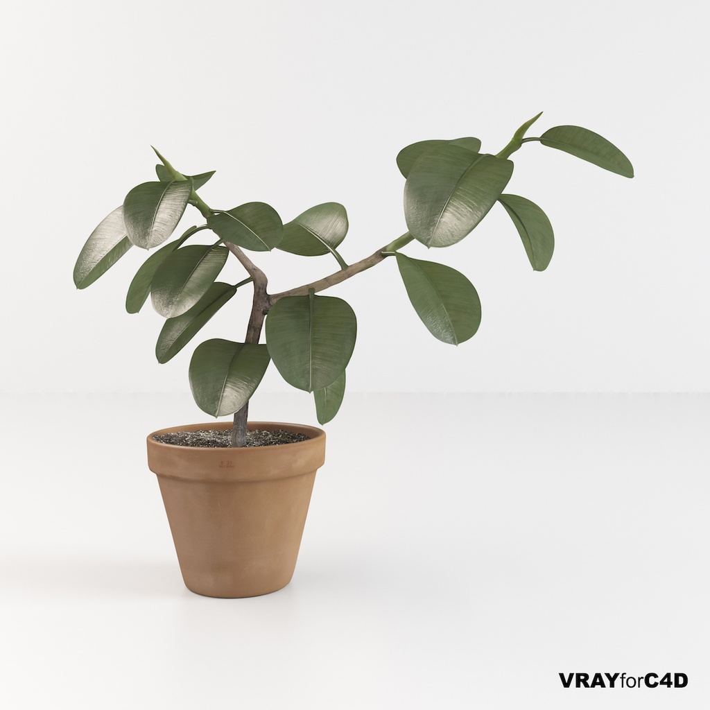 フィカス（インドゴムノキ）【観葉植物3Dモデル】 - とむぬーく - BOOTH