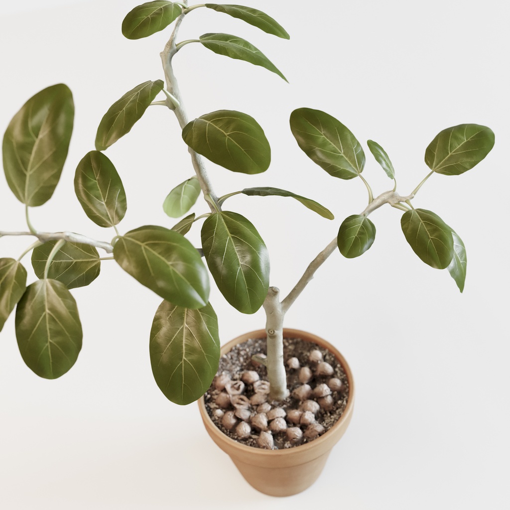 フィカス・アルテシマ(インドゴムノキ) 【観葉植物3Dモデル】