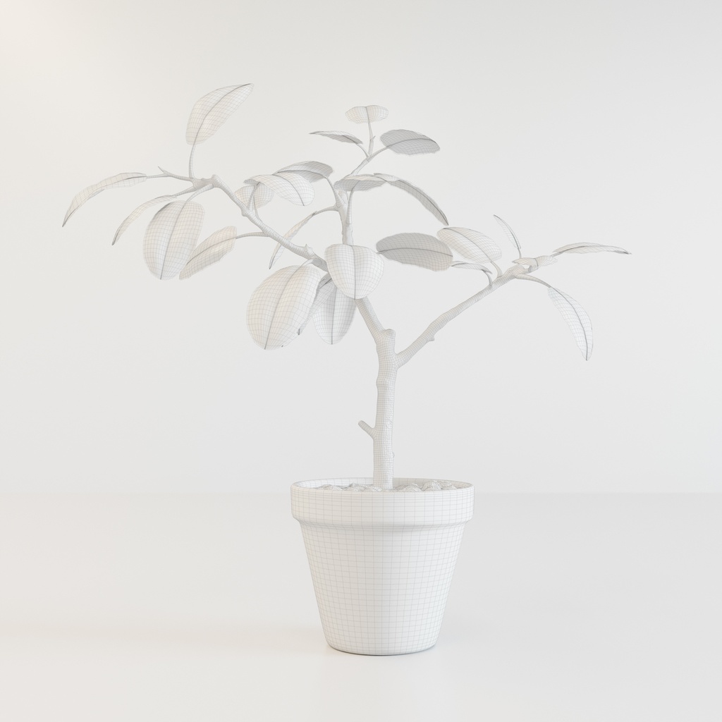 フィカス・アルテシマ(インドゴムノキ) 【観葉植物3Dモデル】