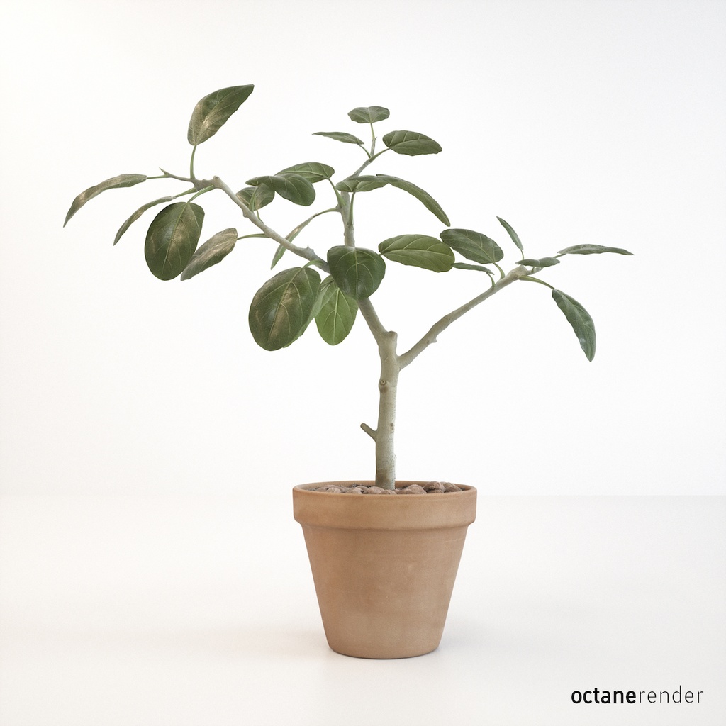 フィカス・アルテシマ(インドゴムノキ) 【観葉植物3Dモデル】