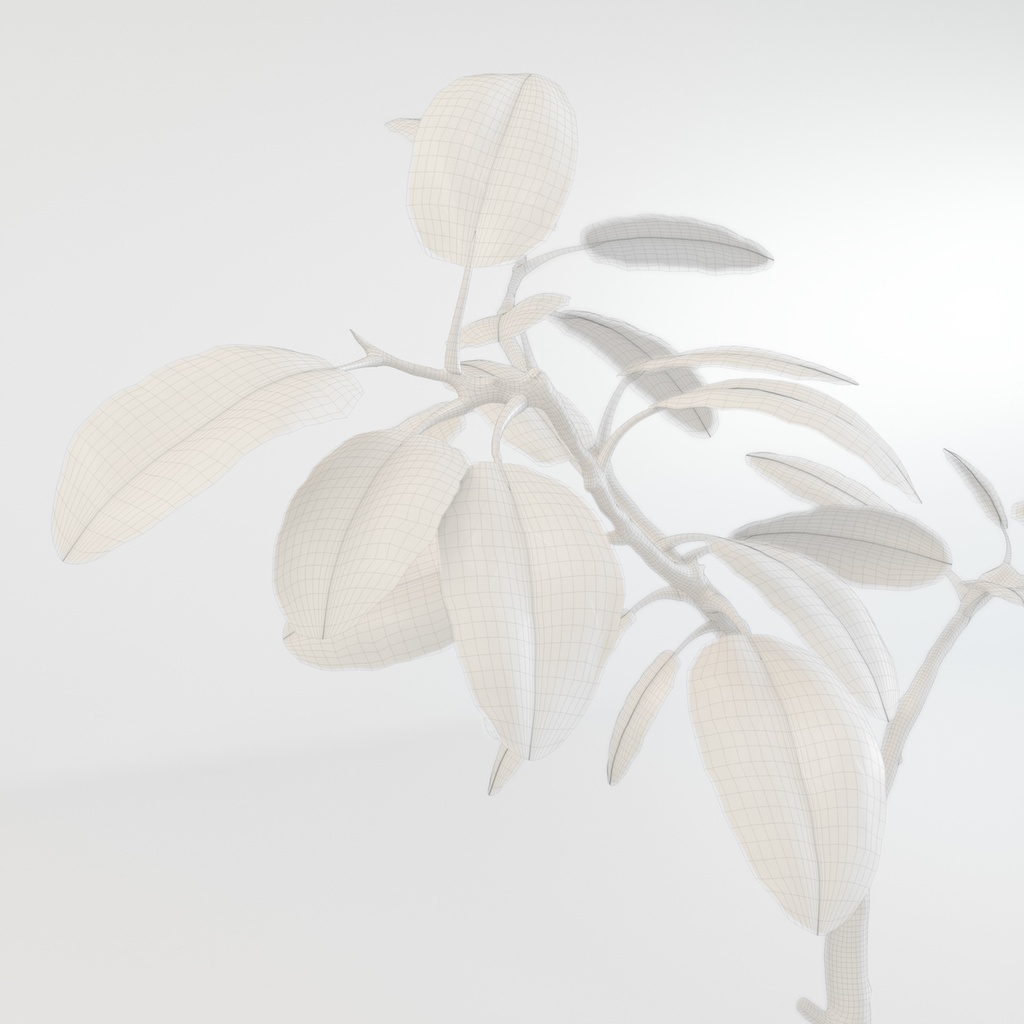 フィカス・アルテシマ(インドゴムノキ) 【観葉植物3Dモデル】