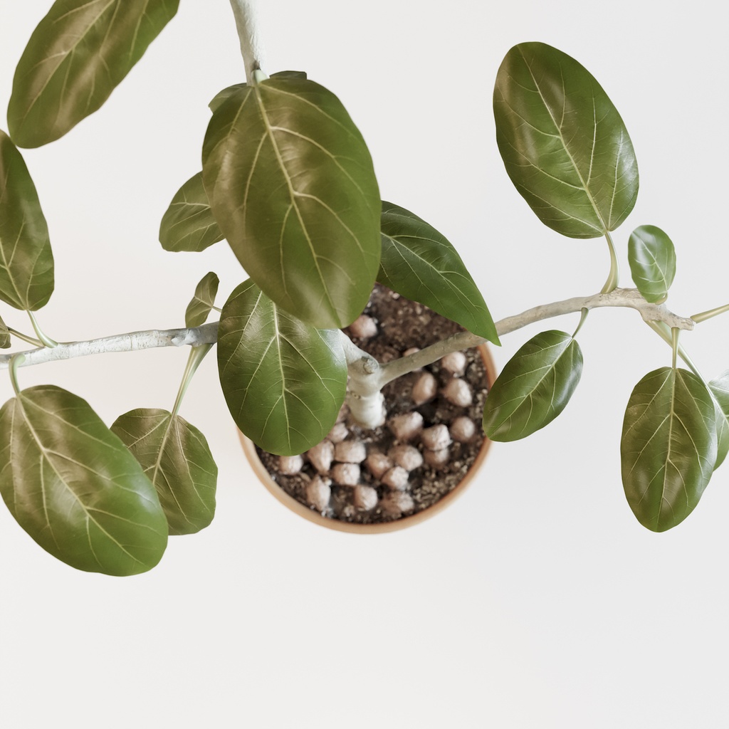 フィカス・アルテシマ(インドゴムノキ) 【観葉植物3Dモデル】
