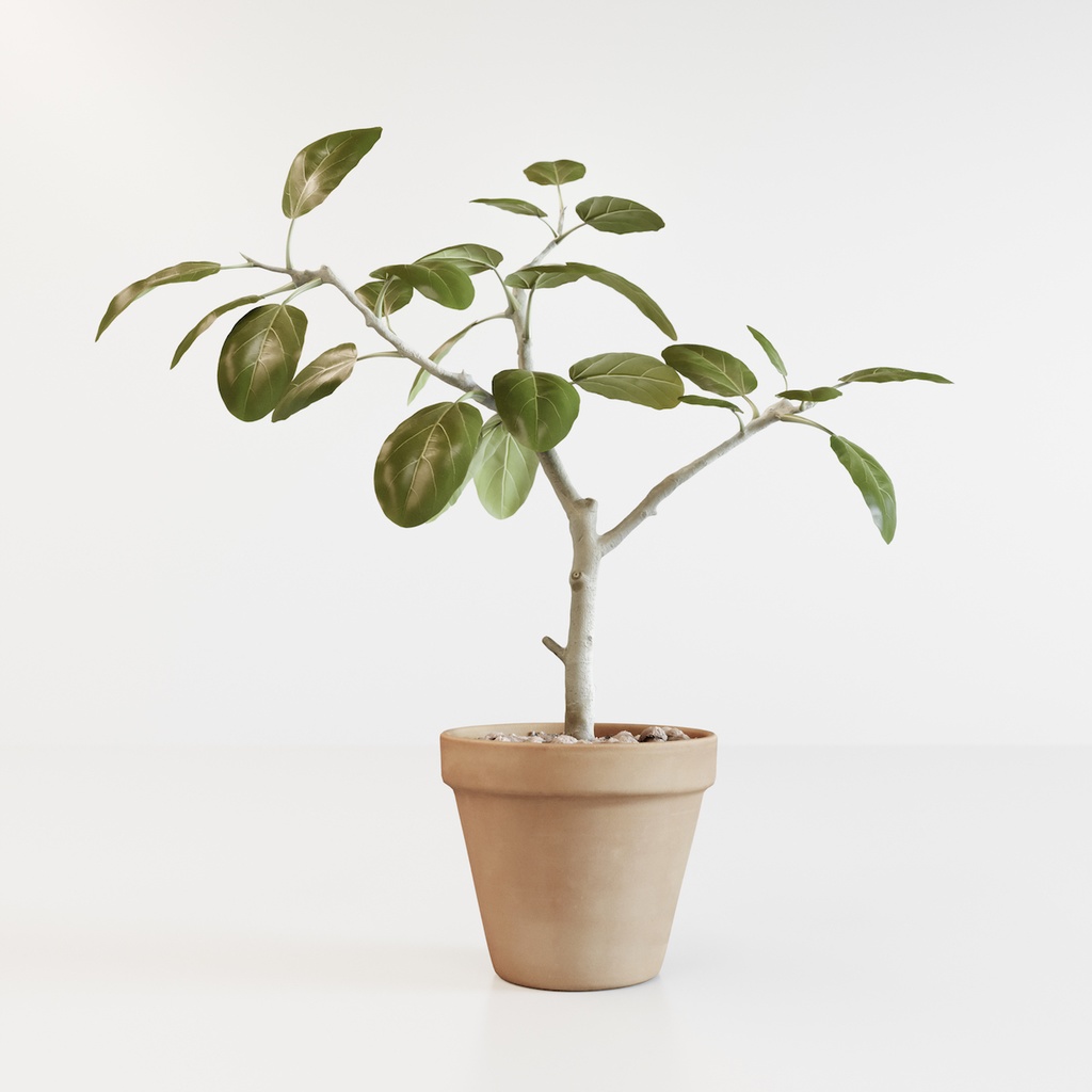 フィカス・アルテシマ（インドゴムノキ） 【観葉植物3Dモデル】