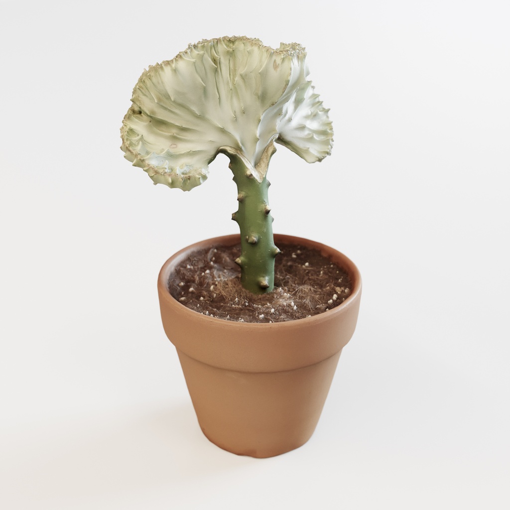 マハラジャ 【観葉植物3Dモデル】