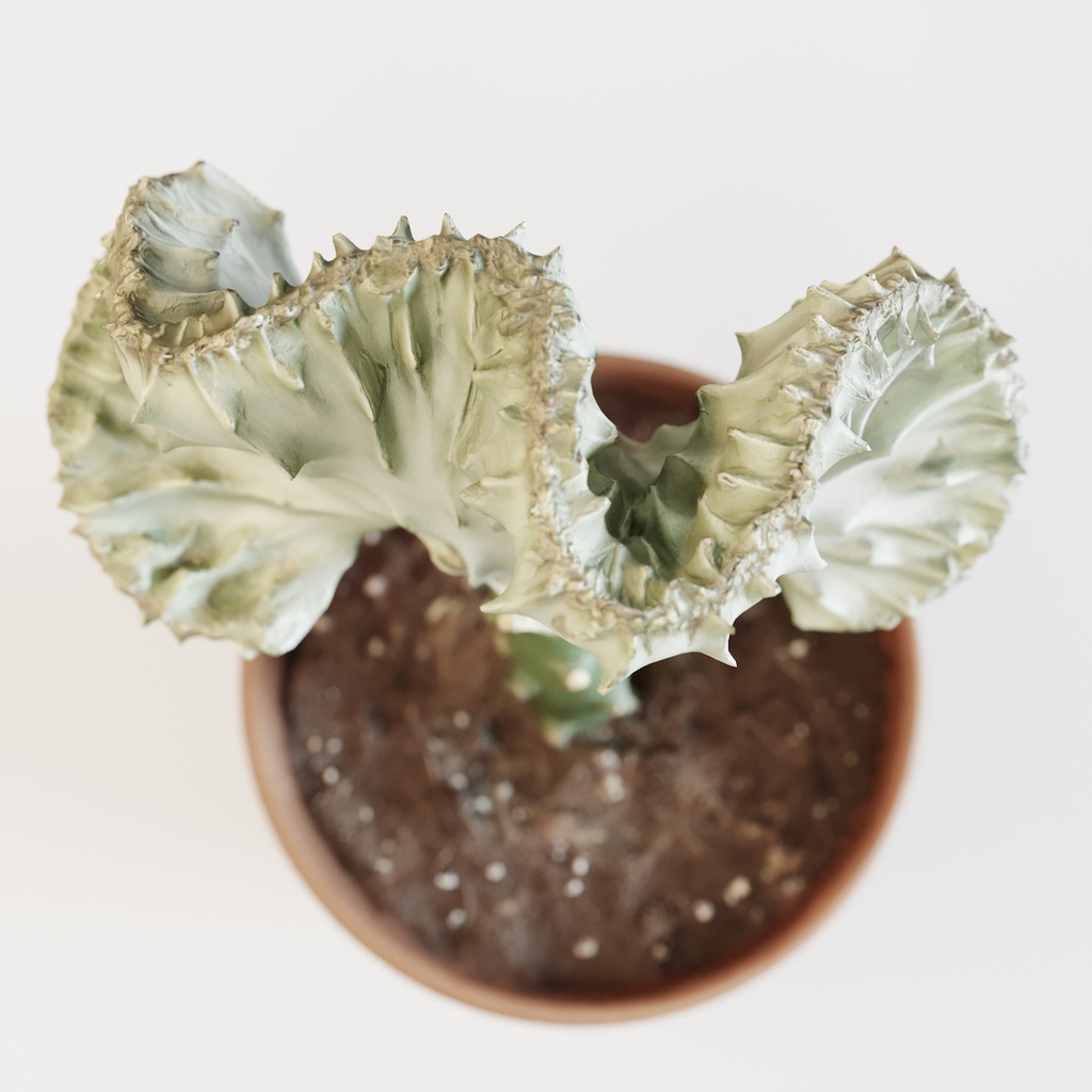 マハラジャ 【観葉植物3Dモデル】