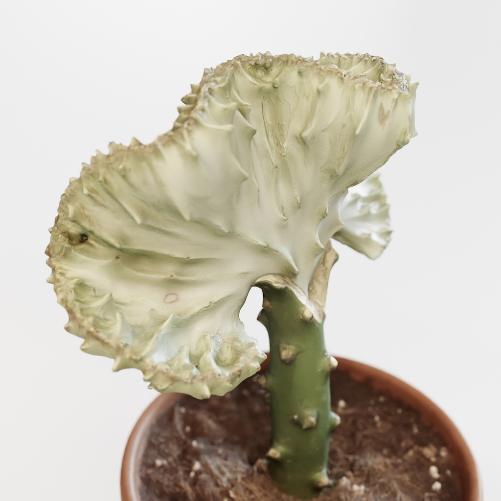 マハラジャ 【観葉植物3Dモデル】