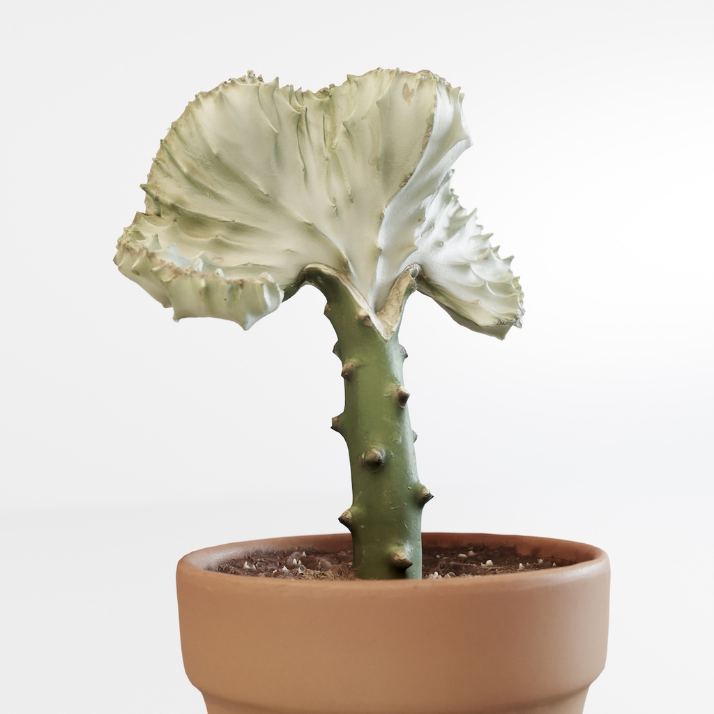 マハラジャ 【観葉植物3Dモデル】