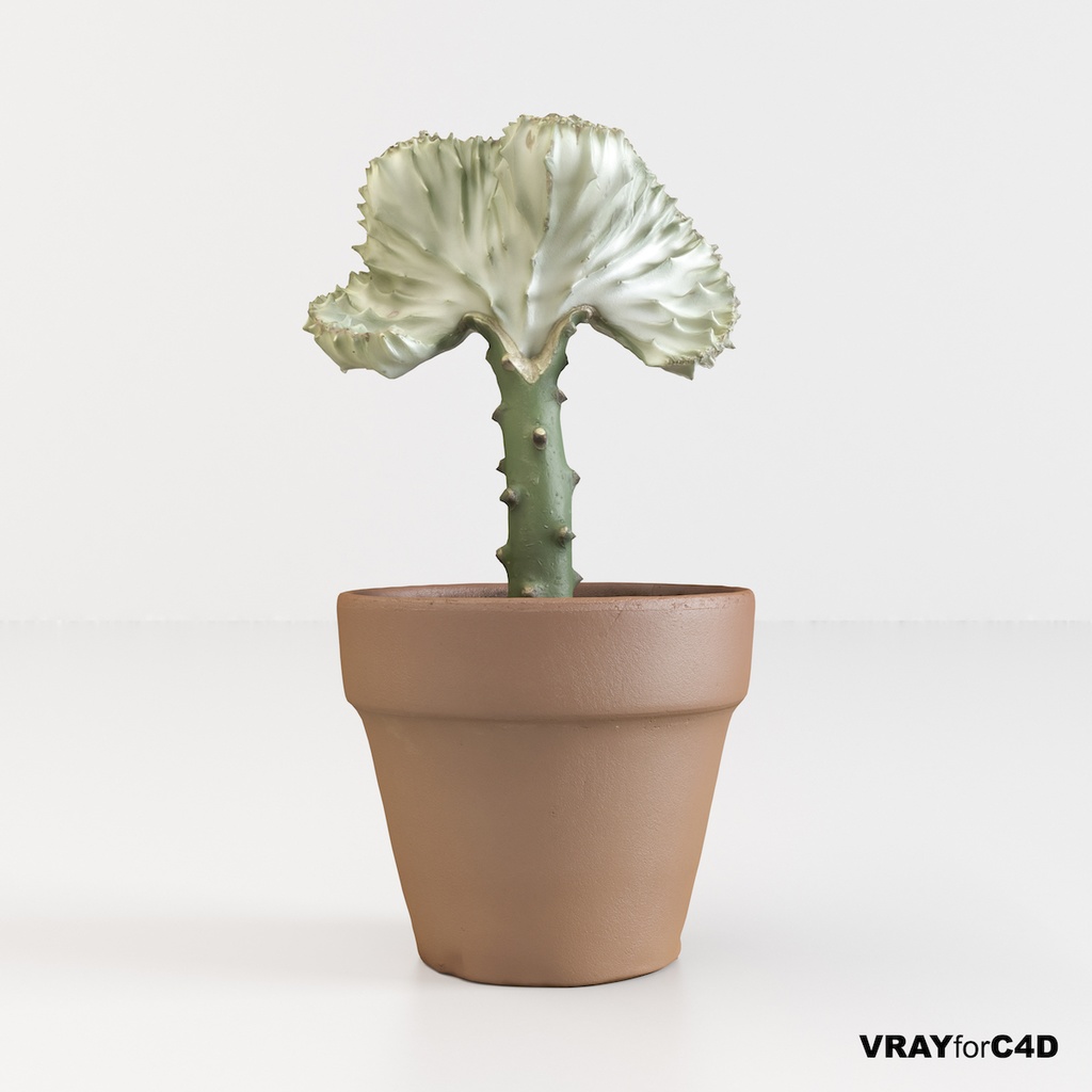 マハラジャ 【観葉植物3Dモデル】