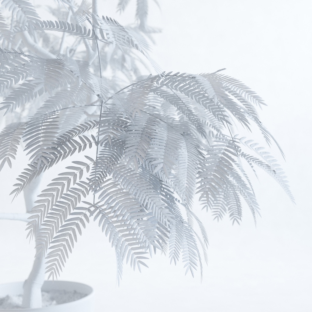 エバーフレッシュ1M【樹木・観葉植物3Dモデル】