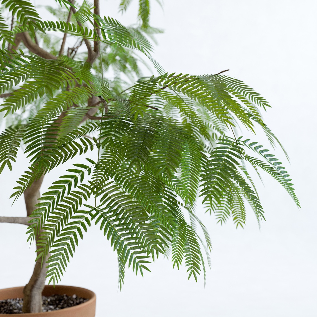 エバーフレッシュ1M【樹木・観葉植物3Dモデル】