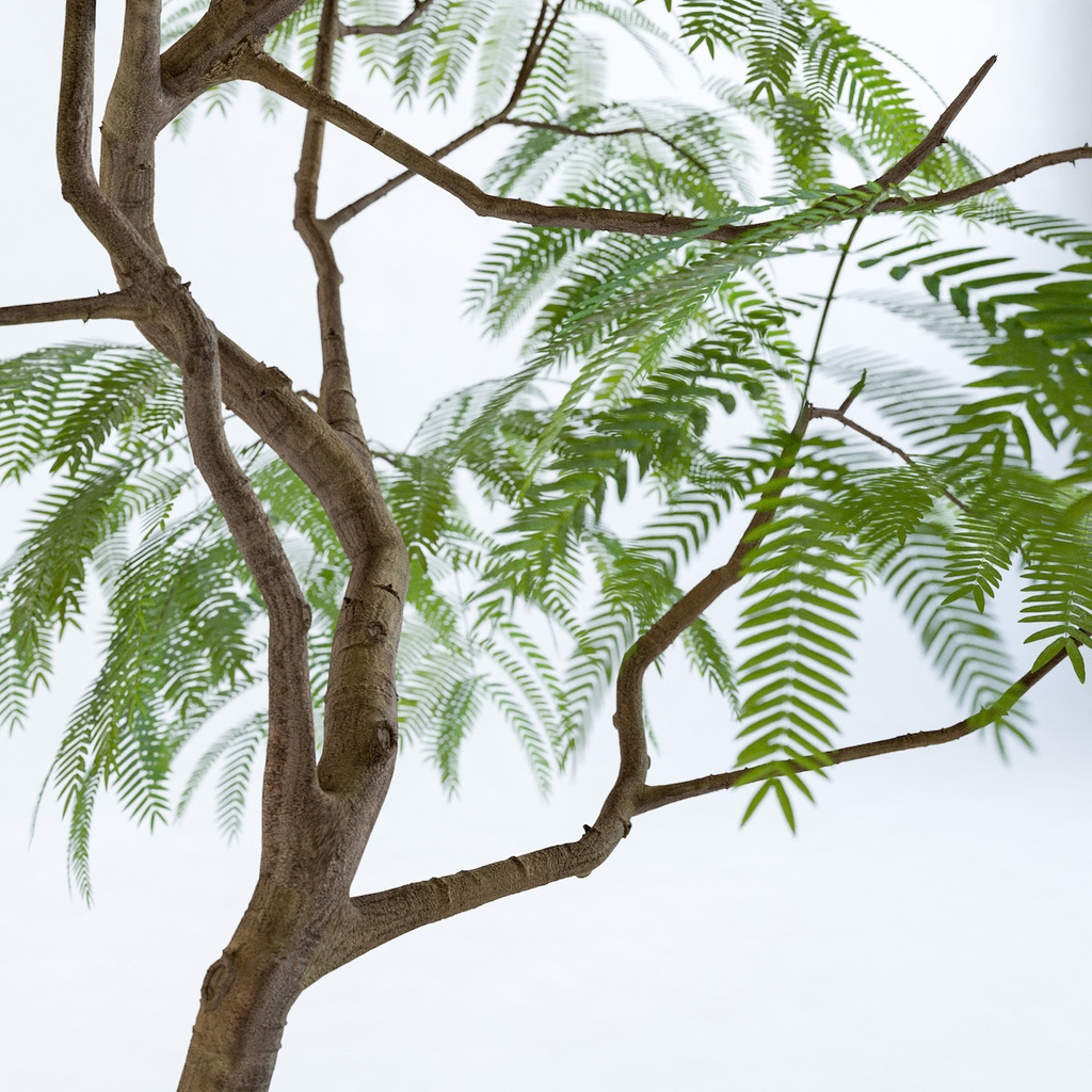 エバーフレッシュ1M【樹木・観葉植物3Dモデル】