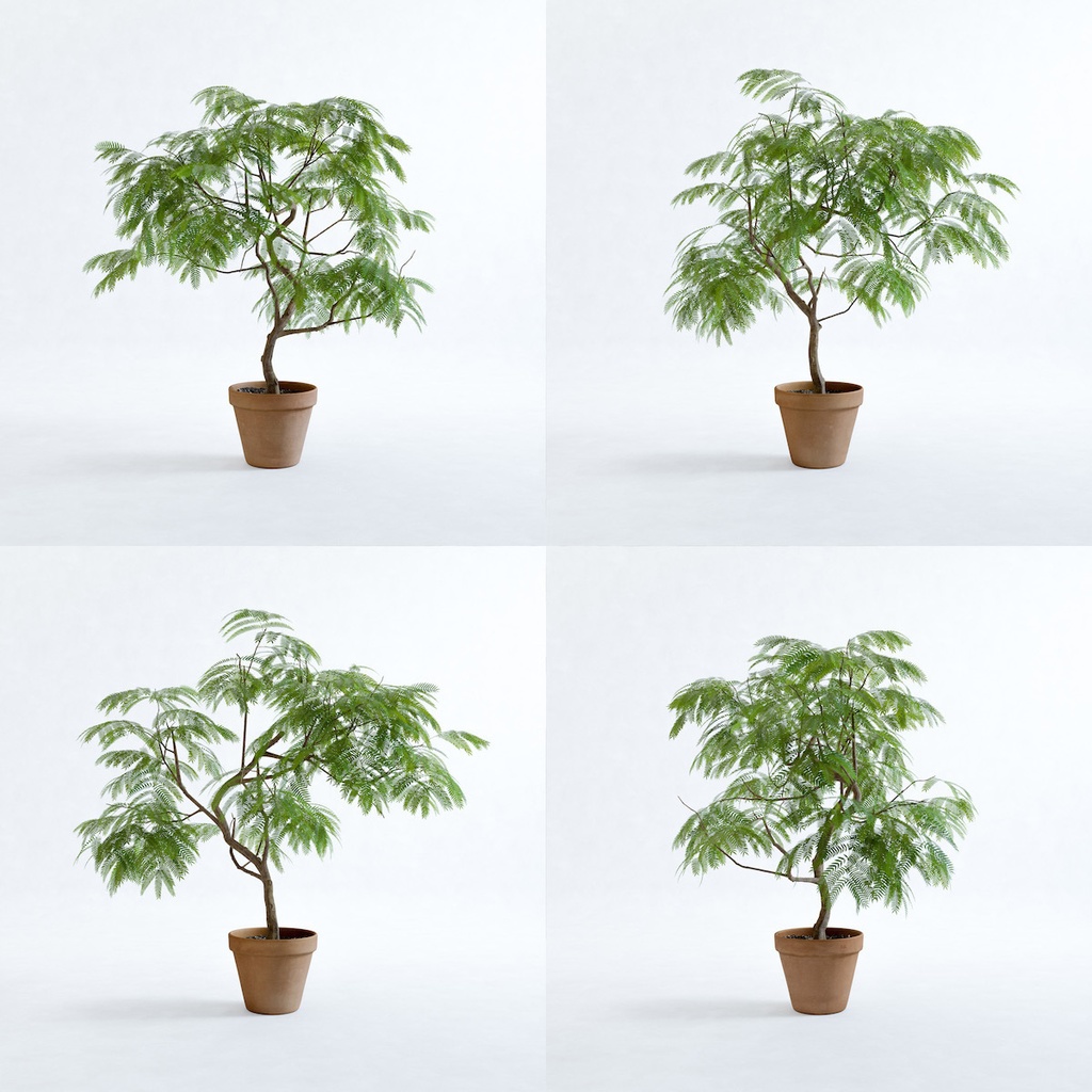 エバーフレッシュ1M【樹木・観葉植物3Dモデル】