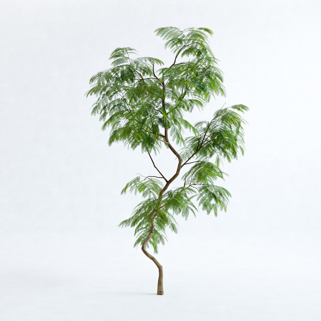 エバーフレッシュ2M【樹木・観葉植物3Dモデル】