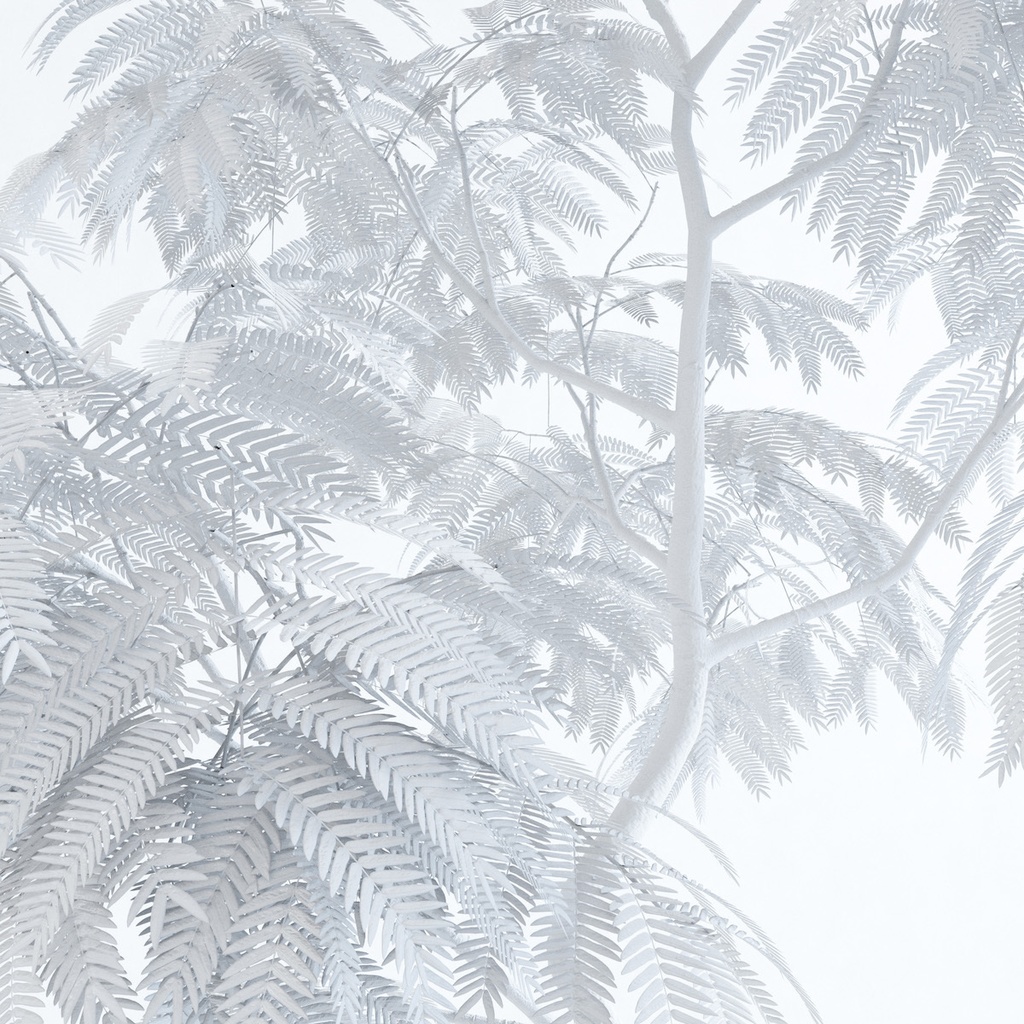 エバーフレッシュ2M【樹木・観葉植物3Dモデル】