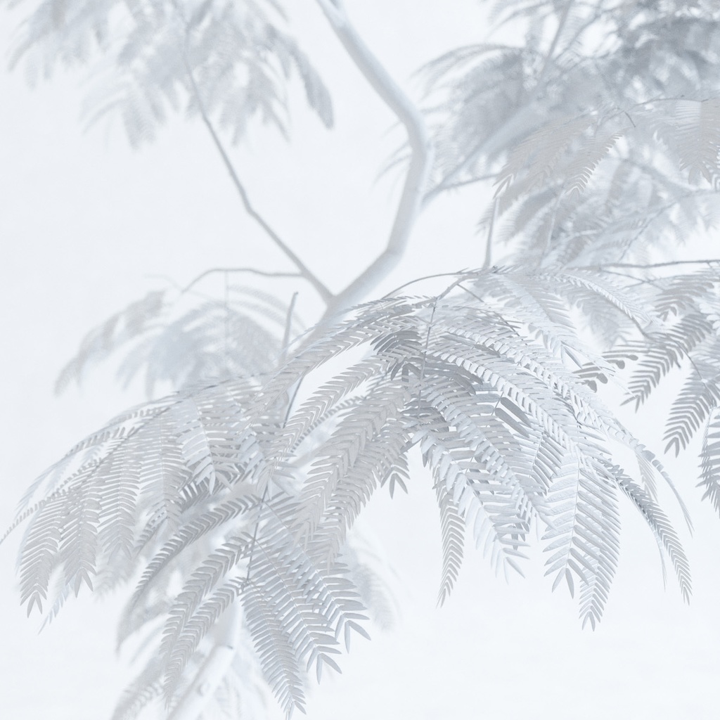 エバーフレッシュ2M【樹木・観葉植物3Dモデル】