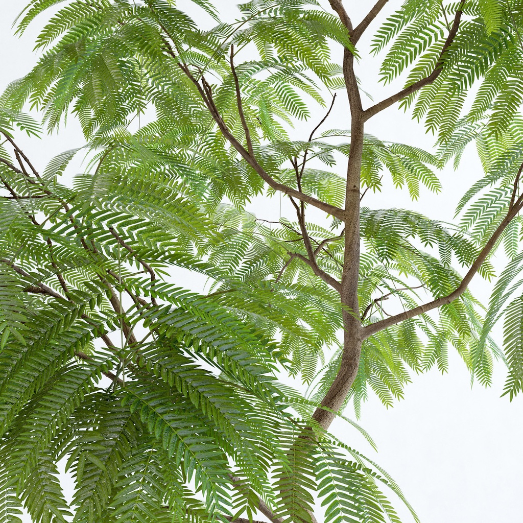 エバーフレッシュ2M【樹木・観葉植物3Dモデル】