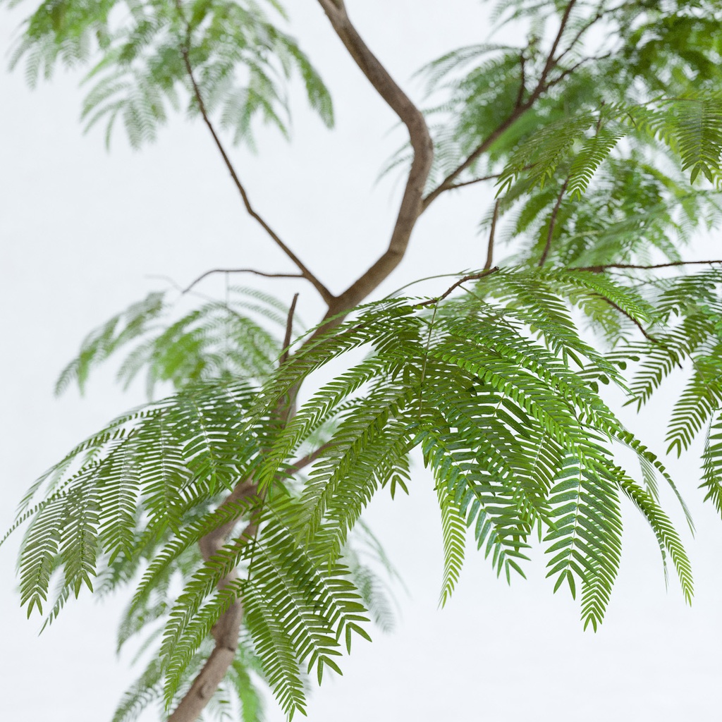 エバーフレッシュ2M【樹木・観葉植物3Dモデル】