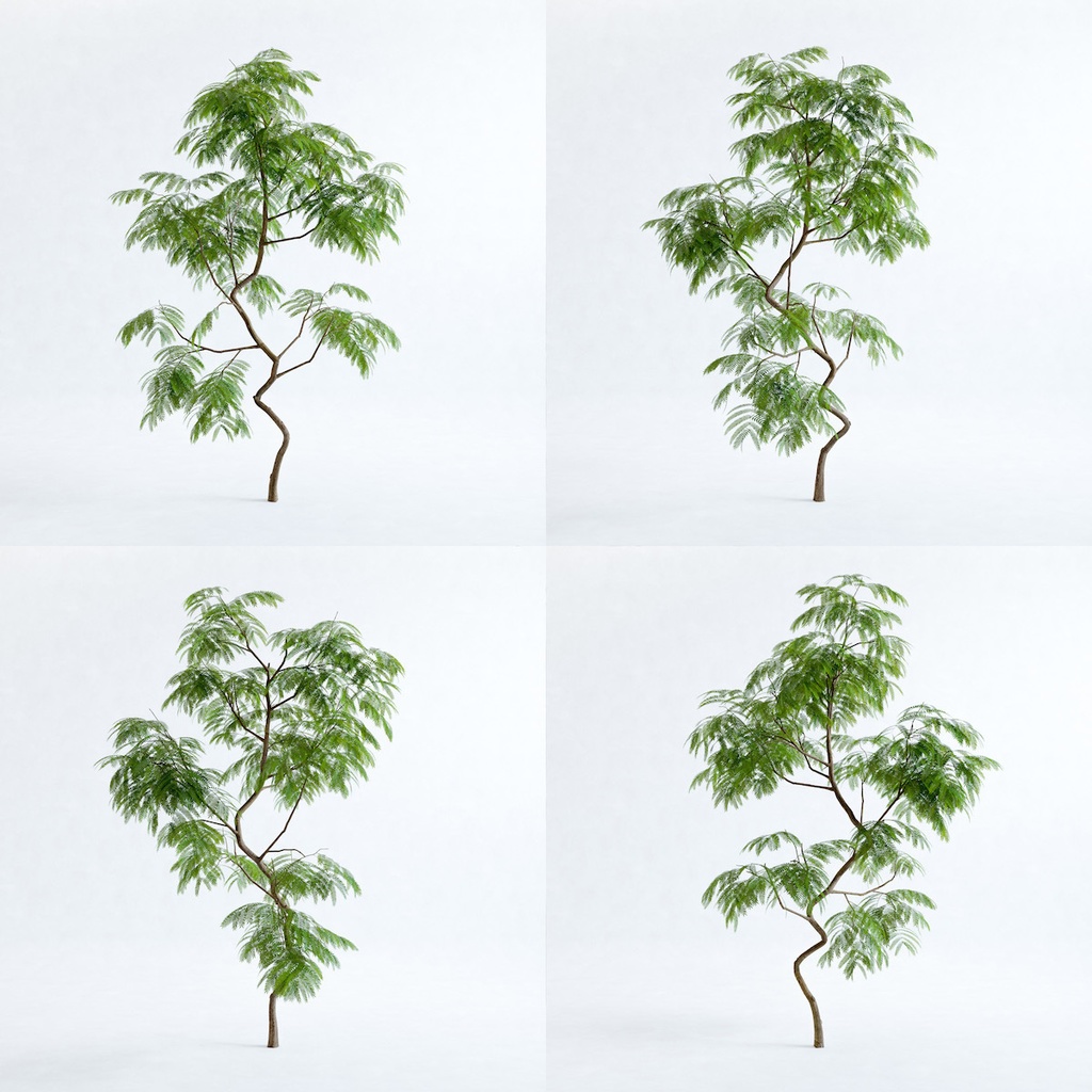 エバーフレッシュ2M【樹木・観葉植物3Dモデル】