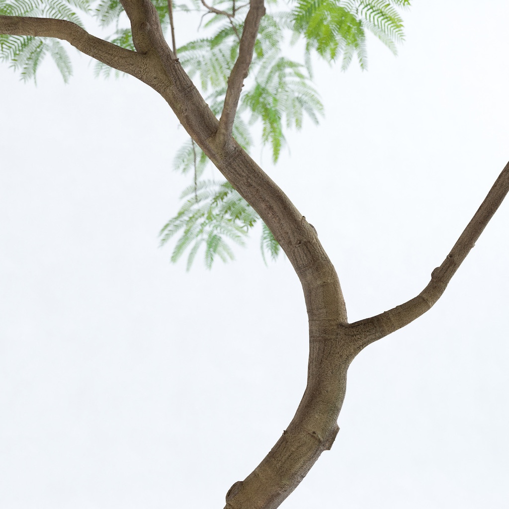 エバーフレッシュ3M【樹木・観葉植物3Dモデル】