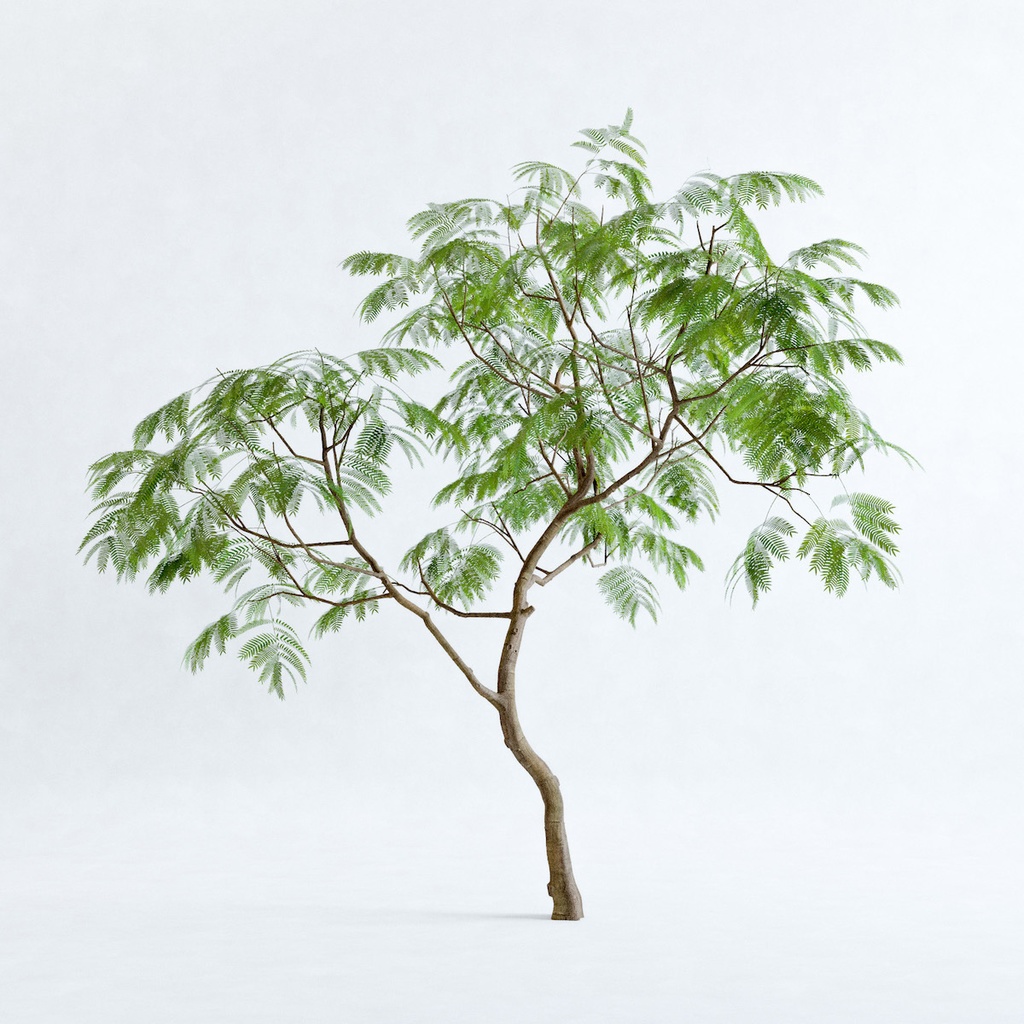 エバーフレッシュ3m 樹木 観葉植物3dモデル とむぬーく Booth