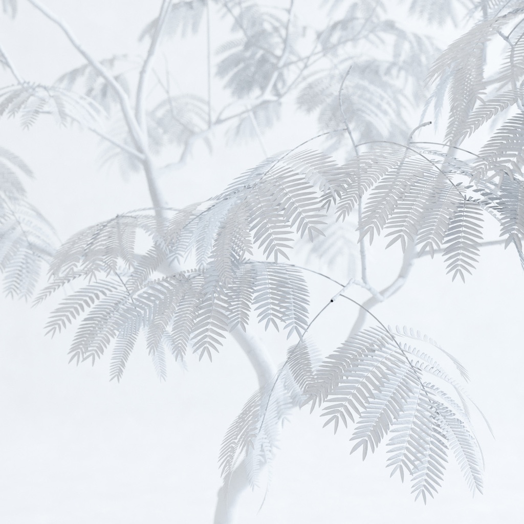 エバーフレッシュ3M【樹木・観葉植物3Dモデル】