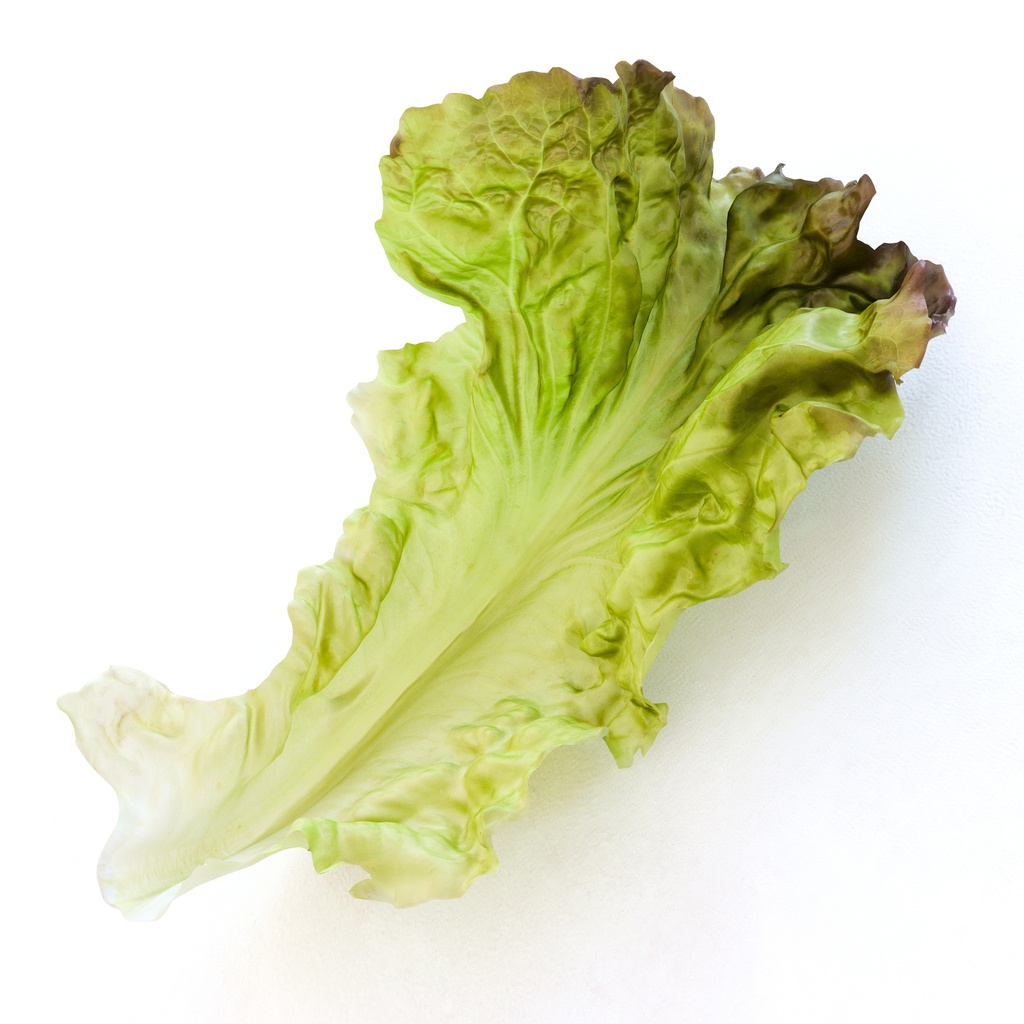 サニーレタス(リーフレタス) 【3Dモデル】