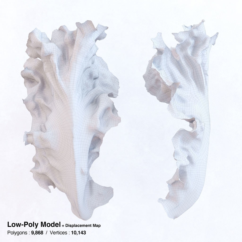 サニーレタス(リーフレタス) 【3Dモデル】