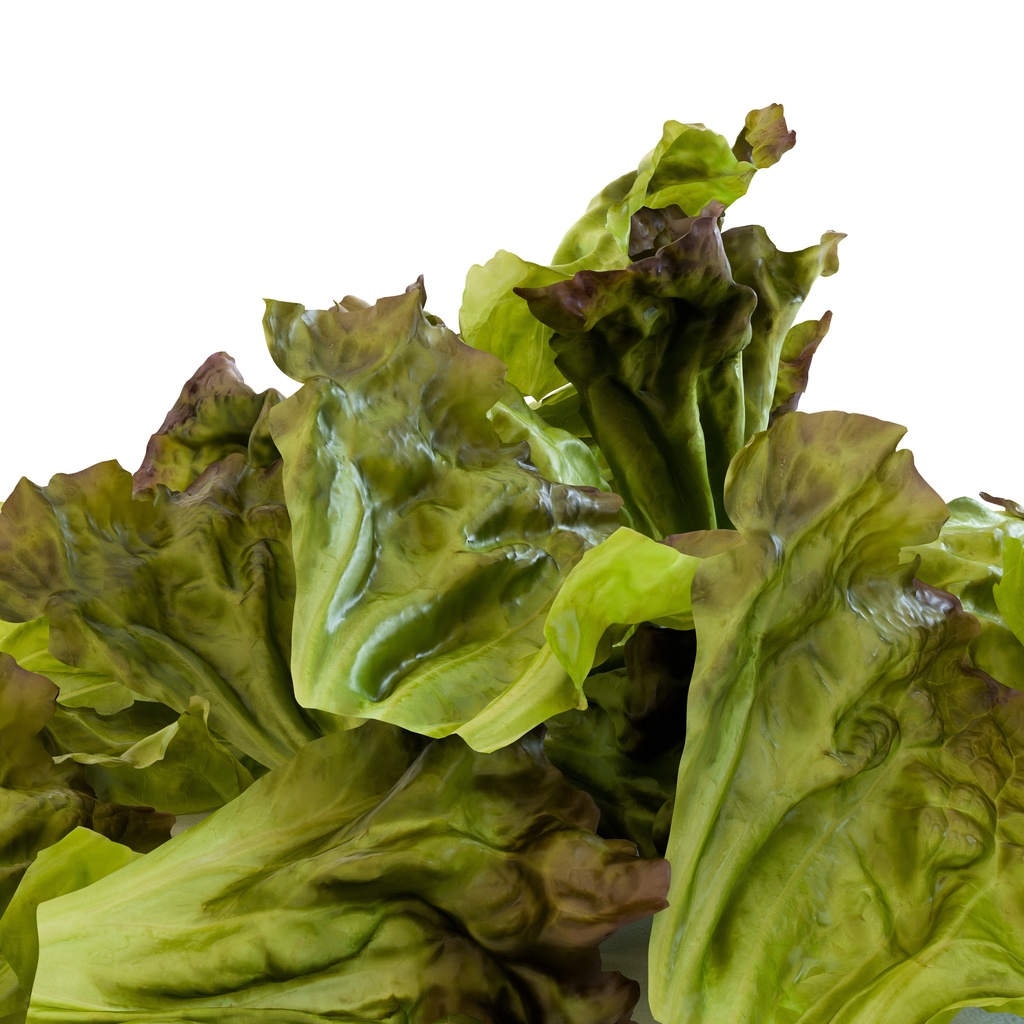 サニーレタス(リーフレタス) 【3Dモデル】