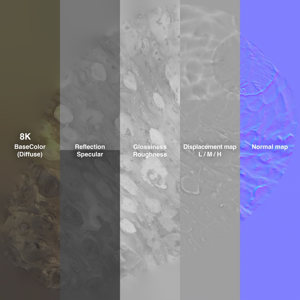 わさびおろし(鮫皮おろし)と山葵セット【3Dモデル】