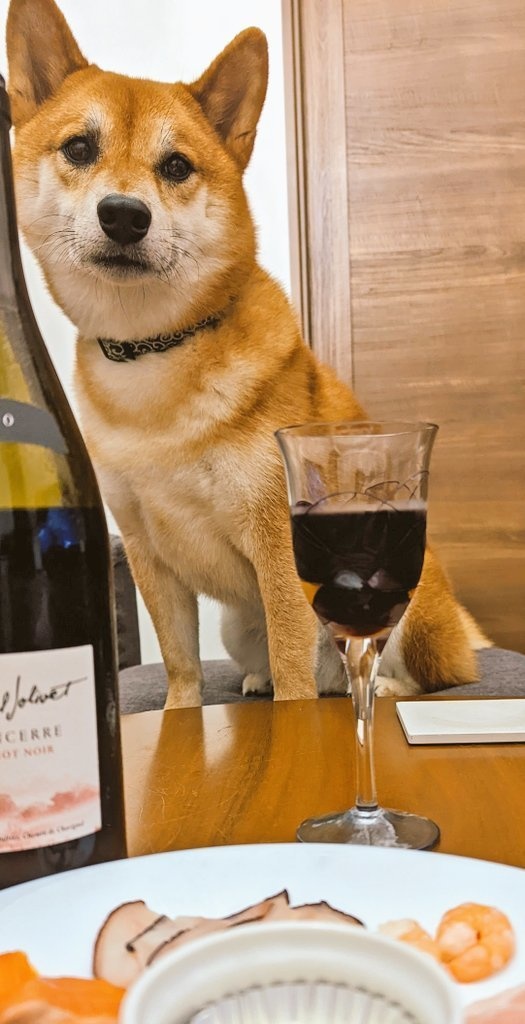 柴犬写真ぱっく