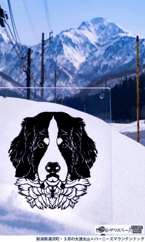 バーニーズマウンテンドッグ🐶×3月の大源太山🏔湯沢町【新潟県×もふもふ毛🐸✂シリーズ】_フルグラフィックTシャツ