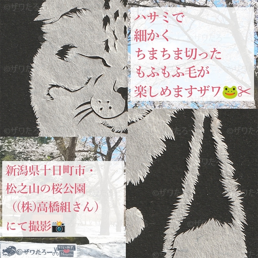 ã·ããð±ÃæŸä¹å±±ã®æ¡å
¬åðžåæ¥çºåžãæ°æœçÃããµããµæ¯ðžâã·ãªãŒãºã