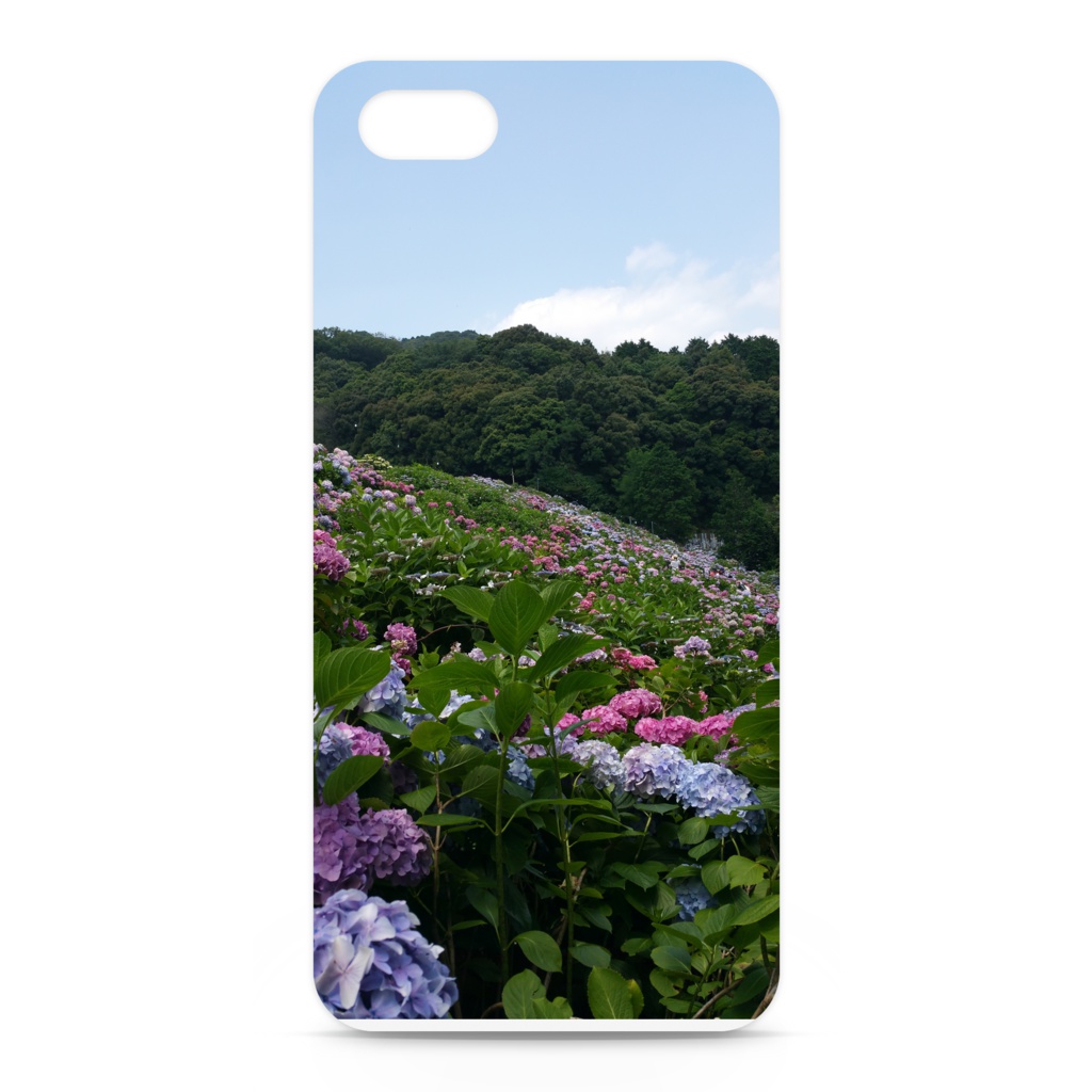 紫陽花日和