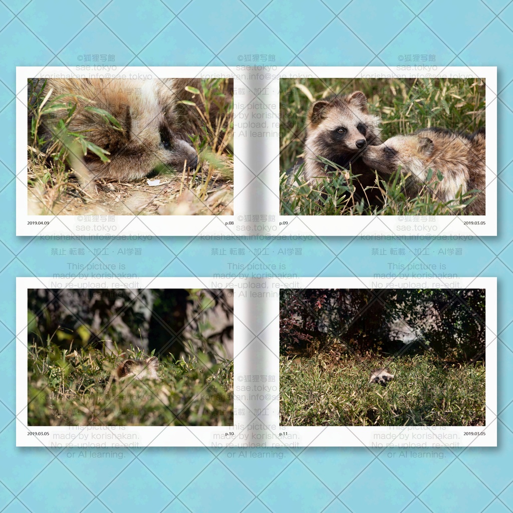 ホンドタヌキ写真集「たまたぬ2019(上)」