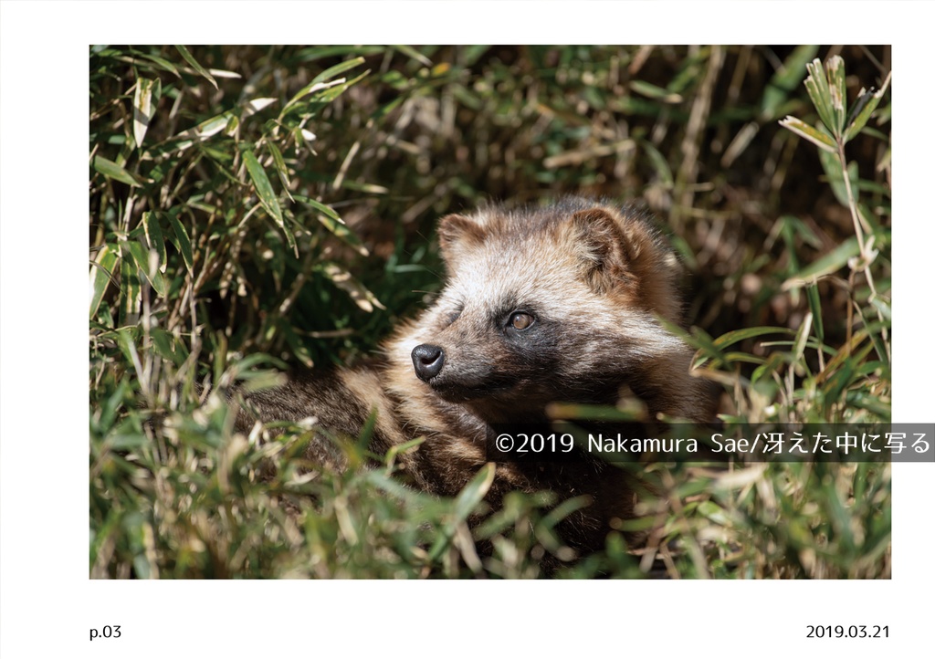 ホンドタヌキ写真集「たまたぬ2019(上)」