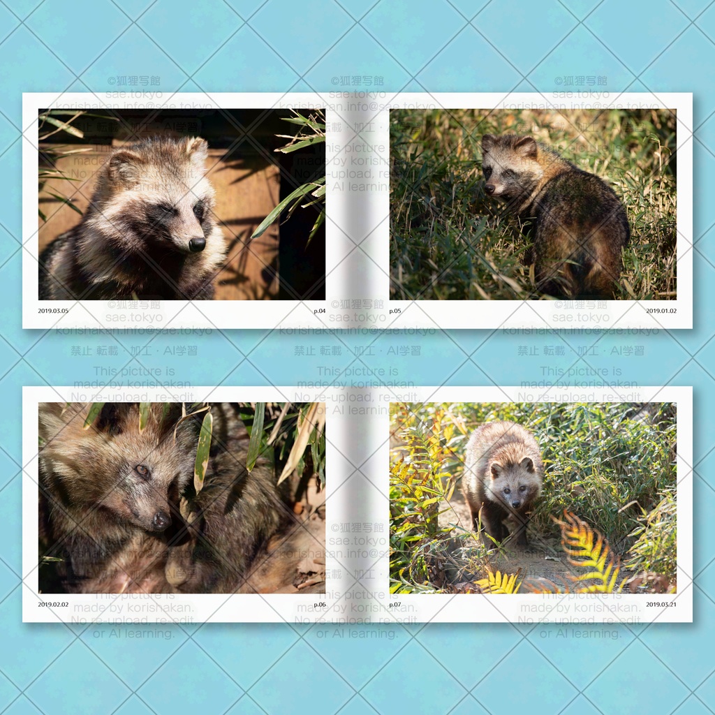ホンドタヌキ写真集「たまたぬ2019(上)」