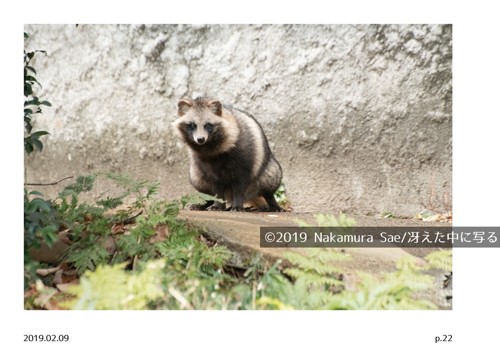 ホンドタヌキ写真集「たまたぬ2019(上)」