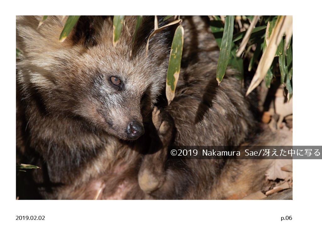 ホンドタヌキ写真集「たまたぬ2019(上)」