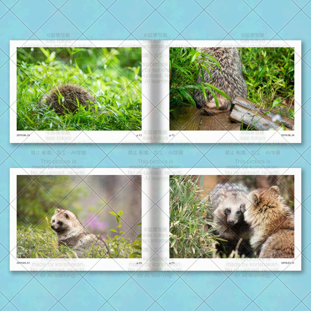 ホンドタヌキ写真集「たまたぬ2019(上)」