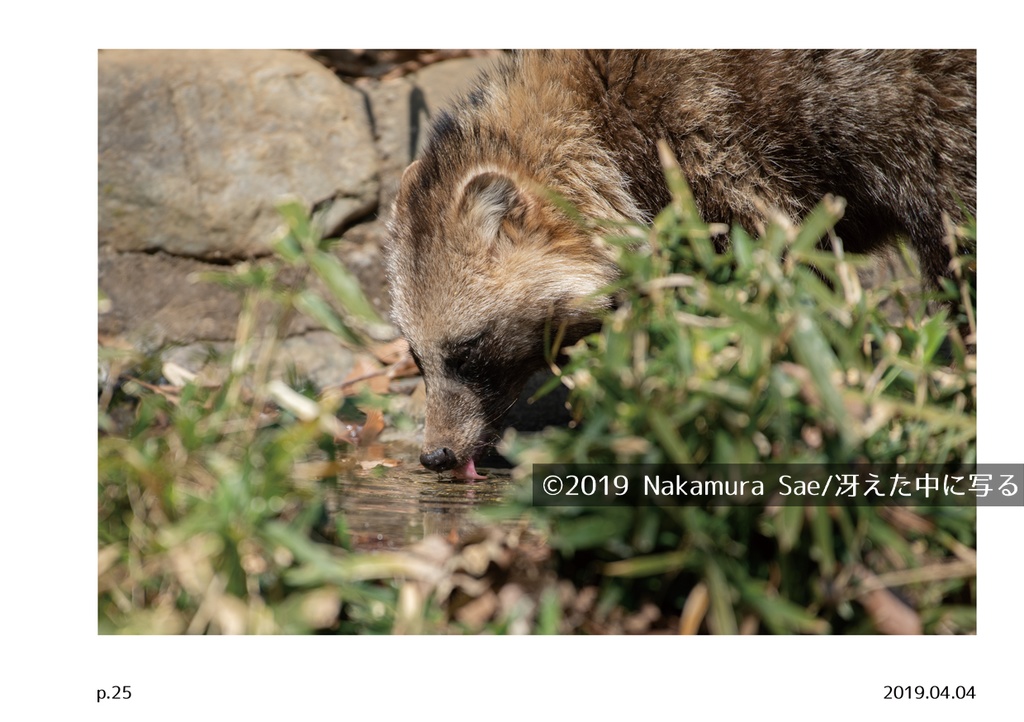 ホンドタヌキ写真集「たまたぬ2019(上)」