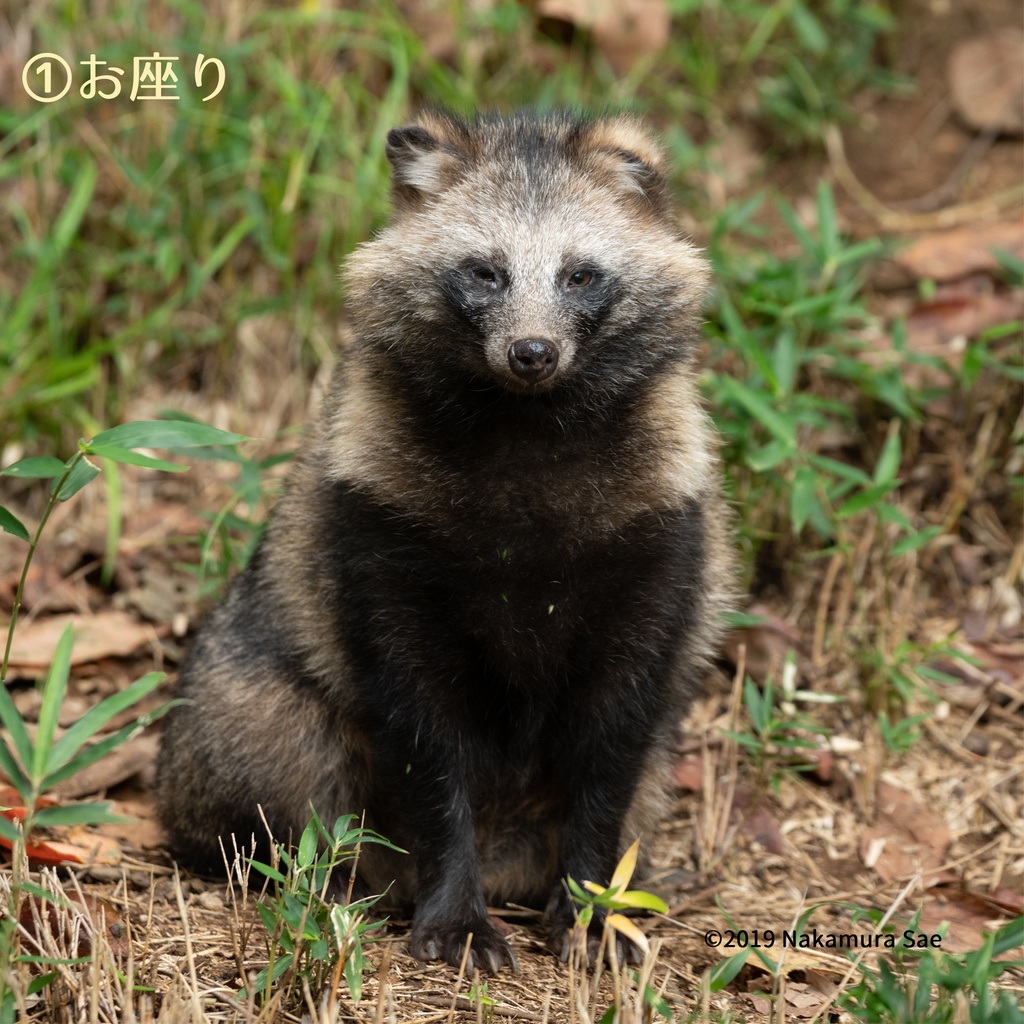 タヌキ仕草めがねふき