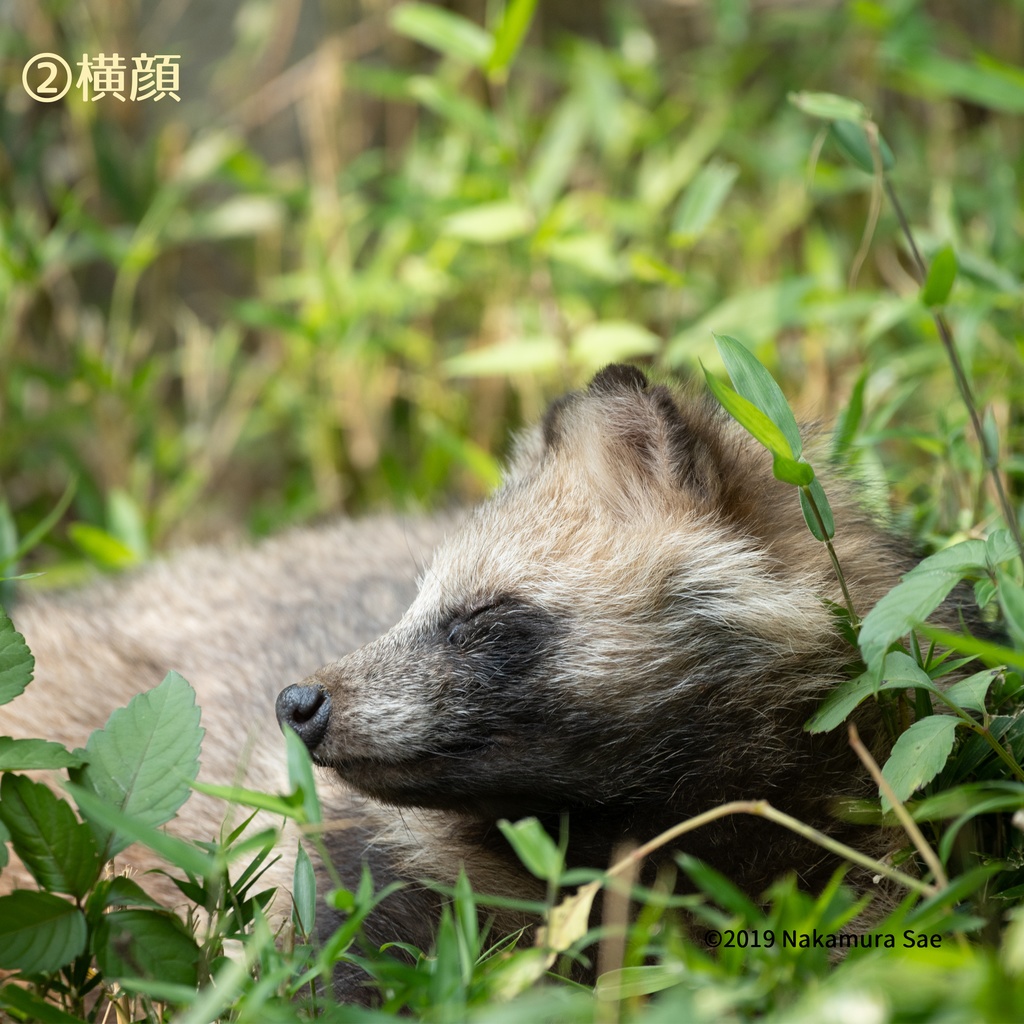 タヌキ仕草めがねふき