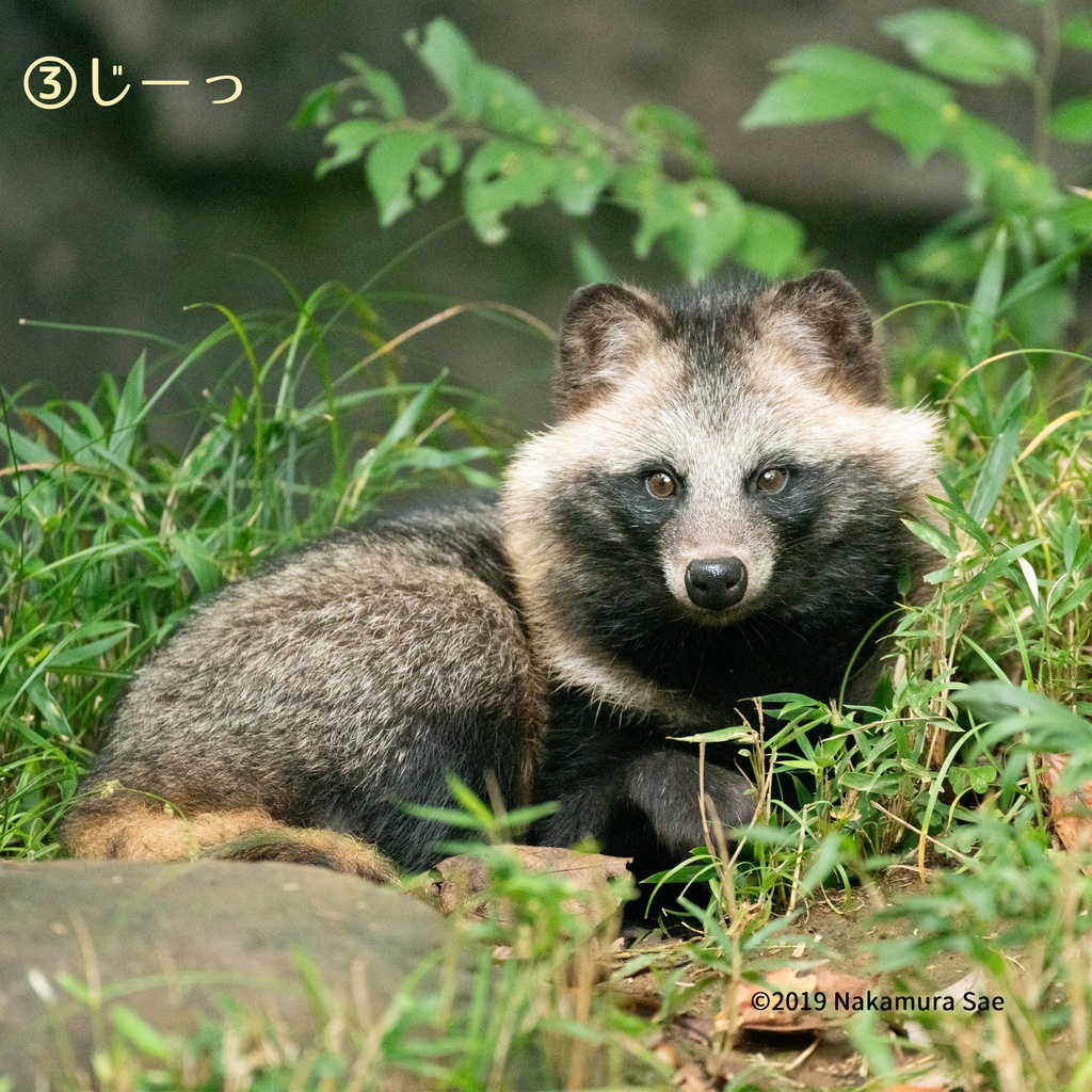 タヌキ仕草めがねふき