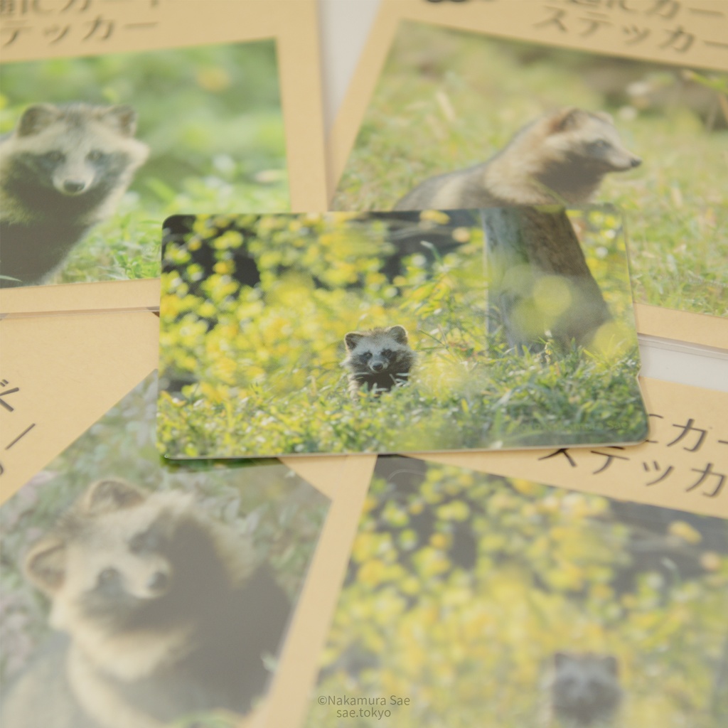 ホンドタヌキの交通ICカードステッカー