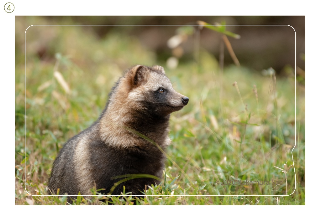 ホンドタヌキの交通ICカードステッカー